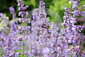 Catnip flowers (Nepeta )