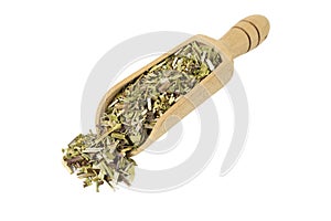 Catnip herb in latin - Nepeta cataria in wooden scoop isolated on white background. Medicinal herb