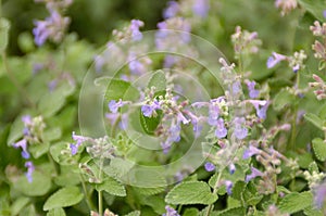 Catnip (nepeta cataria)