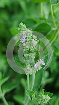 Catnip plant flower in bloom in the wild or herb garden