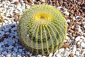 cato Barrel cactus inserted in an urbanized area in a garden. photo