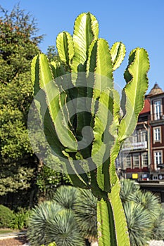 cato Euphorbia candelabrum inserted in an urbanized area. photo