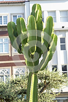 cato Euphorbia candelabrum inserted in an urbanized area.