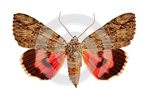 Catocala electa on a white background