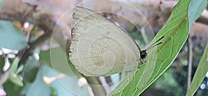 Catopsilia Pyranthe Butterfly sitting on Tree Leaf