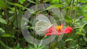 Catopsilia pyranthe, the mottled emigrant, is a medium-sized butterfly of the family Pieridae.