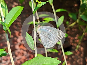 Catopsilia pyranthe, the mottled emigrant, is a medium-sized butterfly of the family Pieridae found in south Asia,