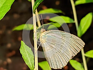 Catopsilia pyranthe, the mottled emigrant, is a medium-sized butterfly of the family Pieridae found in south Asia,