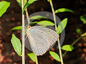 Catopsilia pyranthe, the mottled emigrant, is a medium-sized butterfly of the family Pieridae found in south Asia,