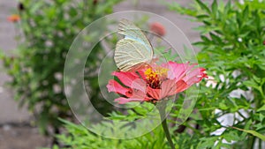 Catopsilia pyranthe, the mottled emigrant, is a medium-sized butterfly of the family Pieridae. Macro photography.