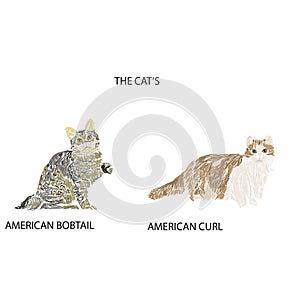 the cats: american bobtail and american curl