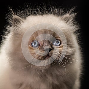 Cats animal pets cute small tine beautiful blue eye