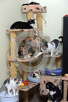 Cats in an animal shelter