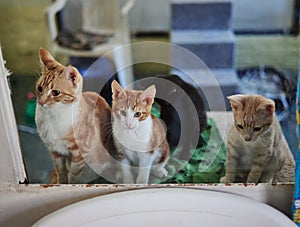 Cats, animal shelter and adoption pets at veterinary clinic, animal welfare and rescue center. Abandoned, homeless and