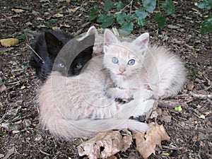 Cats baby Beautiful and tender kittens drink napping in nature. Feline brothers resting in the woods on an autumnal afternoon