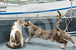 Cats of Balaklava