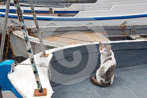 Cats of Balaklava