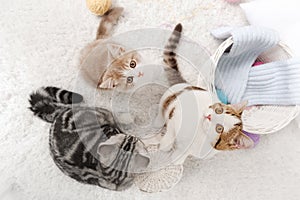 Cats with balls of yarn on the carpet