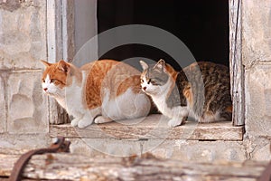 Cats in barn window