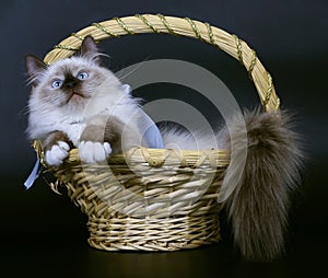 Cats in a basket.