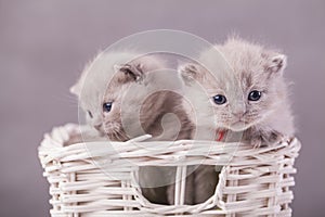 Cats in the basket