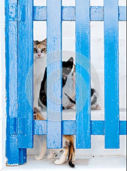 Cats behind a gate