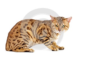 Cats Bengal breed.