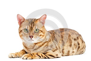 Cats Bengal breed.