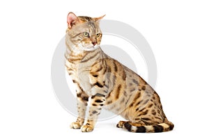 Cats Bengal breed.