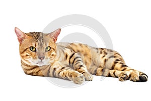 Cats Bengal breed.