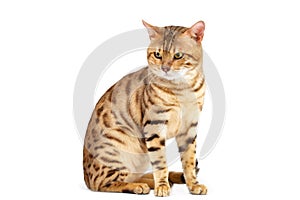 Cats Bengal breed.