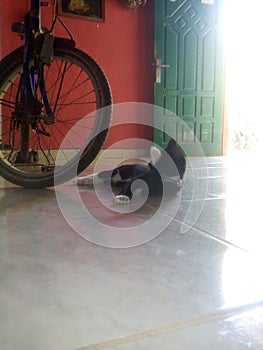 cats and bicycles are an inseparable part. photo