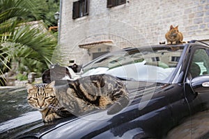 Cats on a bmw car outside
