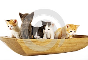 Cats in a Bowl