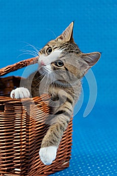 cats in boxes - young tiger kitten coming out a basket box