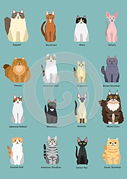 Cats breed