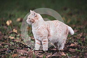 Cats with a brindle coat are certainly the most popular and well-known. photo