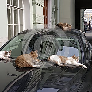 Cats by car in summer