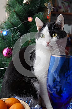 Cats. Christmas theme