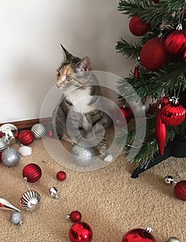 Cats and Christmas Trees