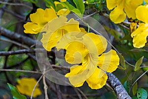 Cats claw creeper Dolichandra unguis-cati - Davie, Florida, USA