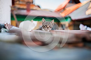 Cats climbed on roof