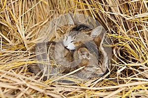 Cats cling together