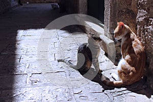 Cats on the cobbled floor in the old town.