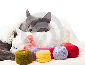 Cats and coils with multi-colored threads