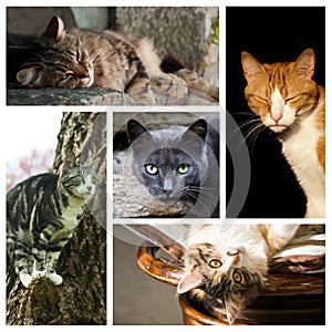 Cats collage photo