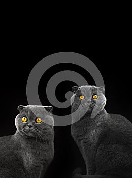 Cats collage with scottish fold in studio on a black isolated background, copy space, composition of animals, design