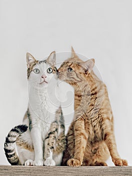 Cats couple falling in love.