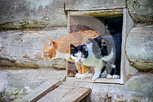 Cats crawl out of the window. Pets. Animals go for a walk. Village cats