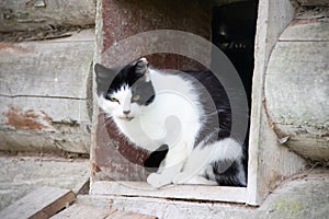 Cats crawl out of the window. Pets. Animals go for a walk. Village cats